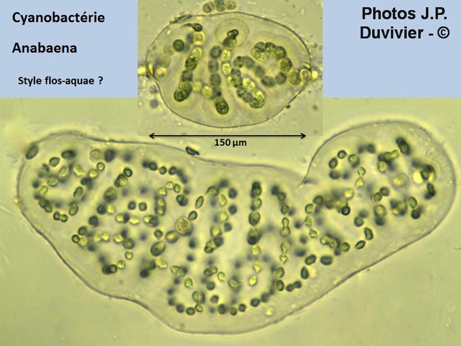 Anabaena sp.