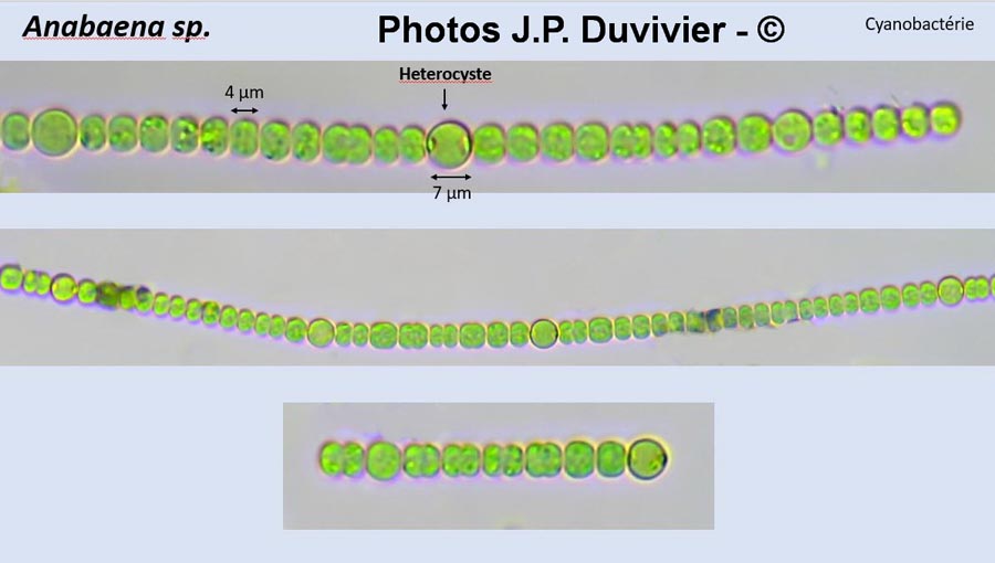 Anabaena sp.
