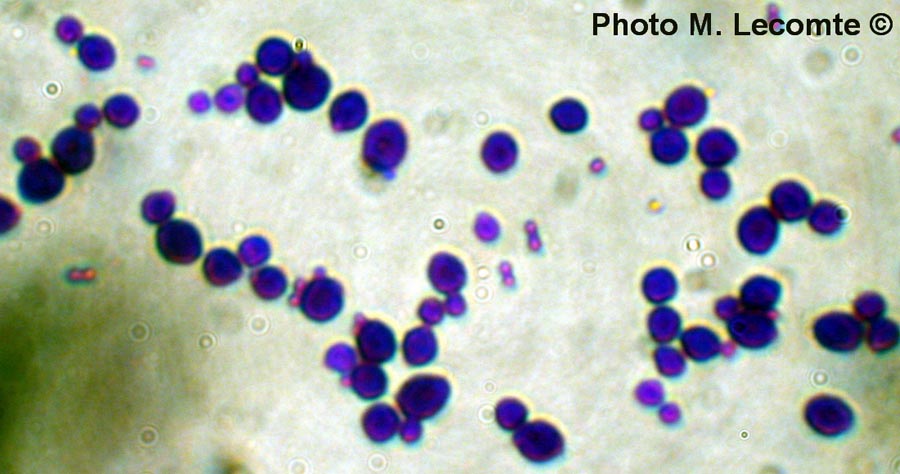 Bactéries monocoques (M. Lecomte)