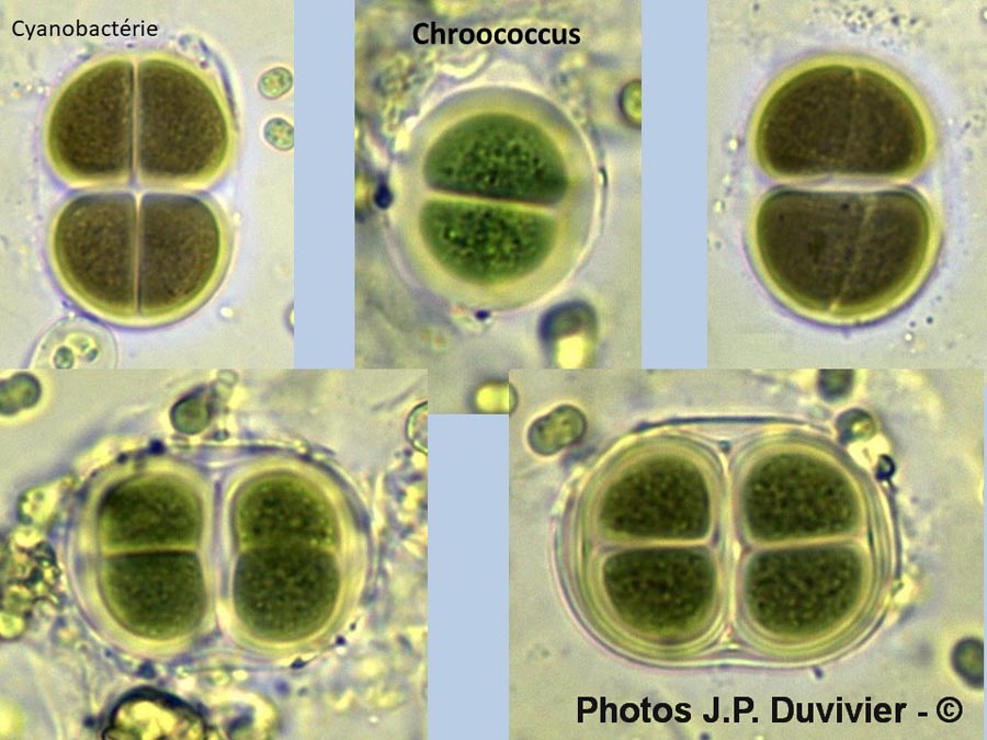 Chroococcus