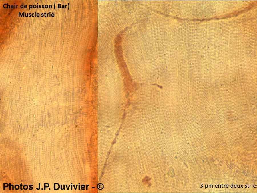 Muscle strié du bar (JP. Duvivier)