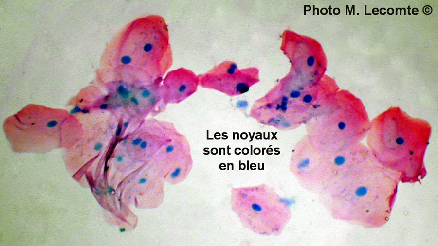 Cellules épithéliales