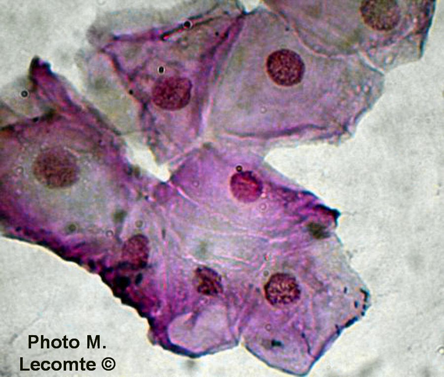 Cellules épithéliales