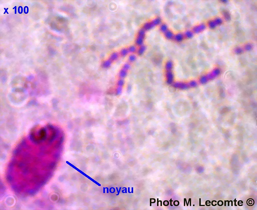 Cellules épithéliales