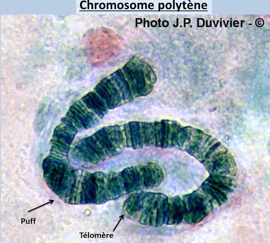 Chromosomes polytènes