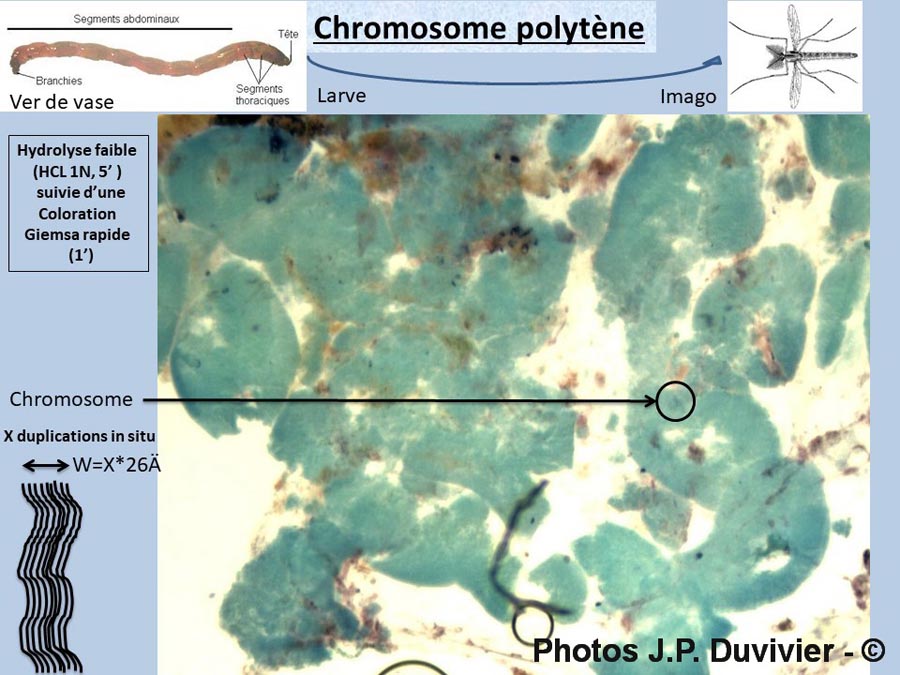 Chromosomes polytènes