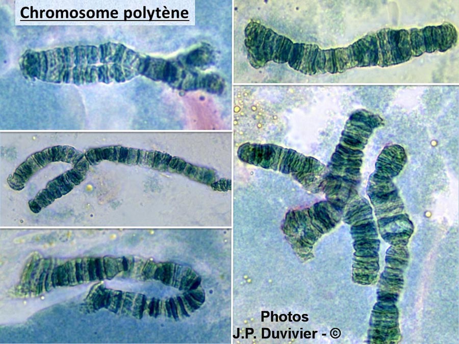 Chromosomes polytènes