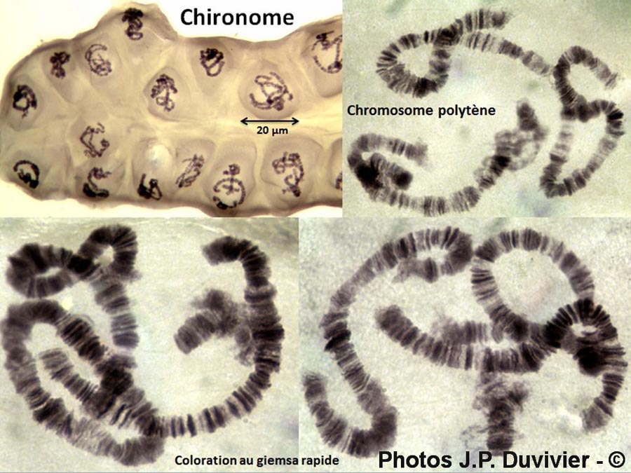 Chromosomes polytènes