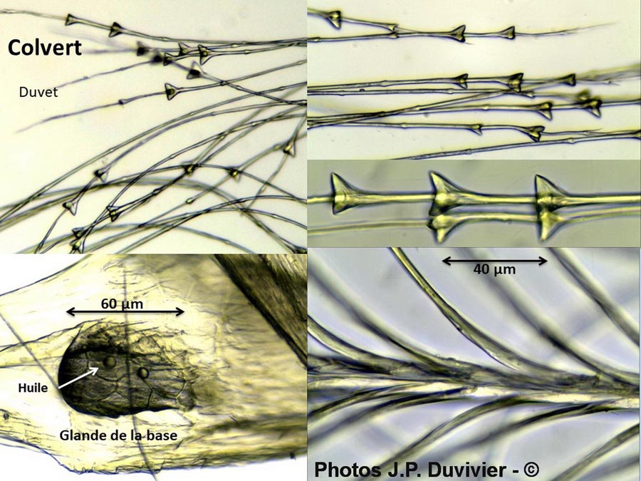 Plume de colvert (Anas platyrhynchos) (JP. Duvivier)