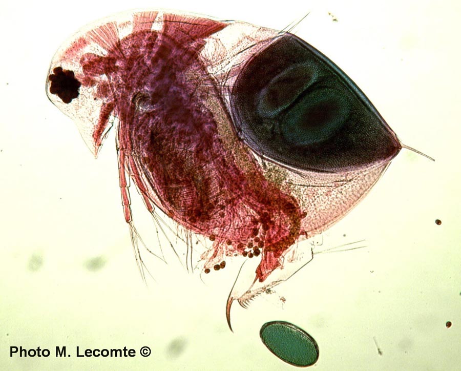 Daphnia pulex