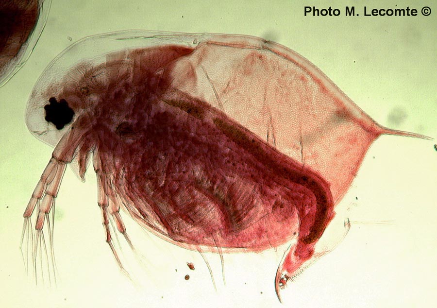 Daphnia pulex