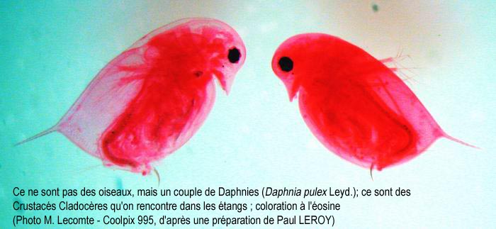 Daphnia pulex