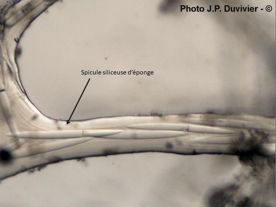 Éponge (spicule) (JP. Duvivier)