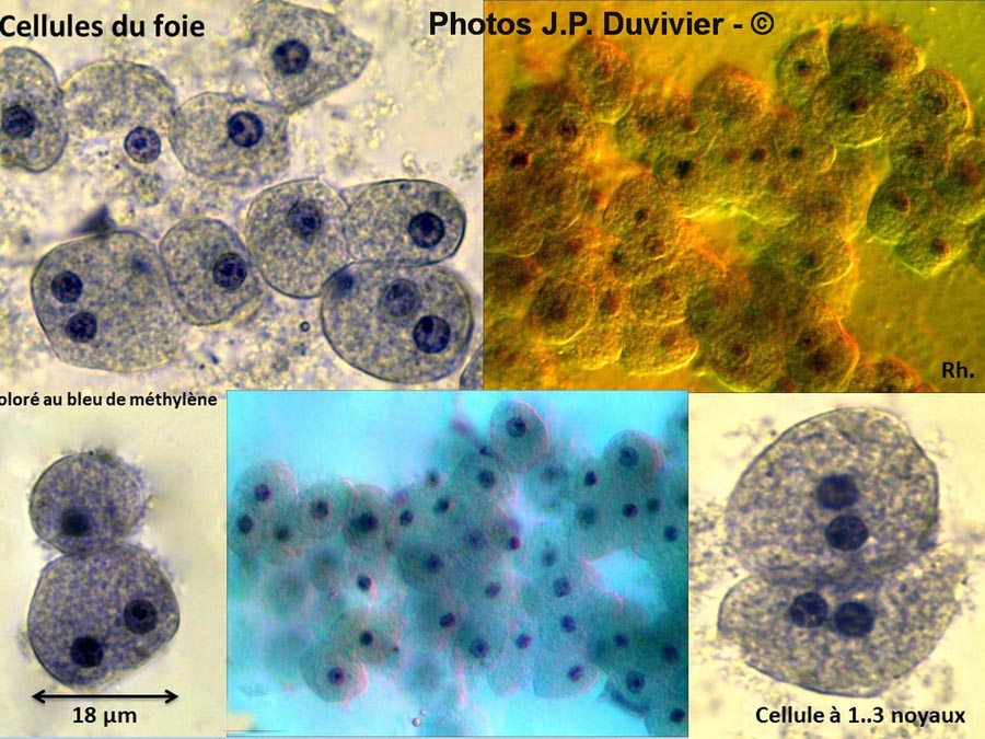 Foie (cellules) (JP. Duvivier)