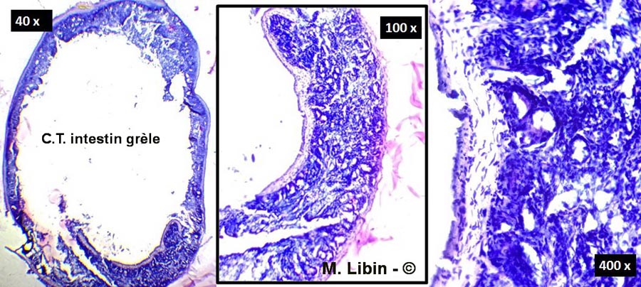 Souris, coupe transversale dans l'intestin grêle