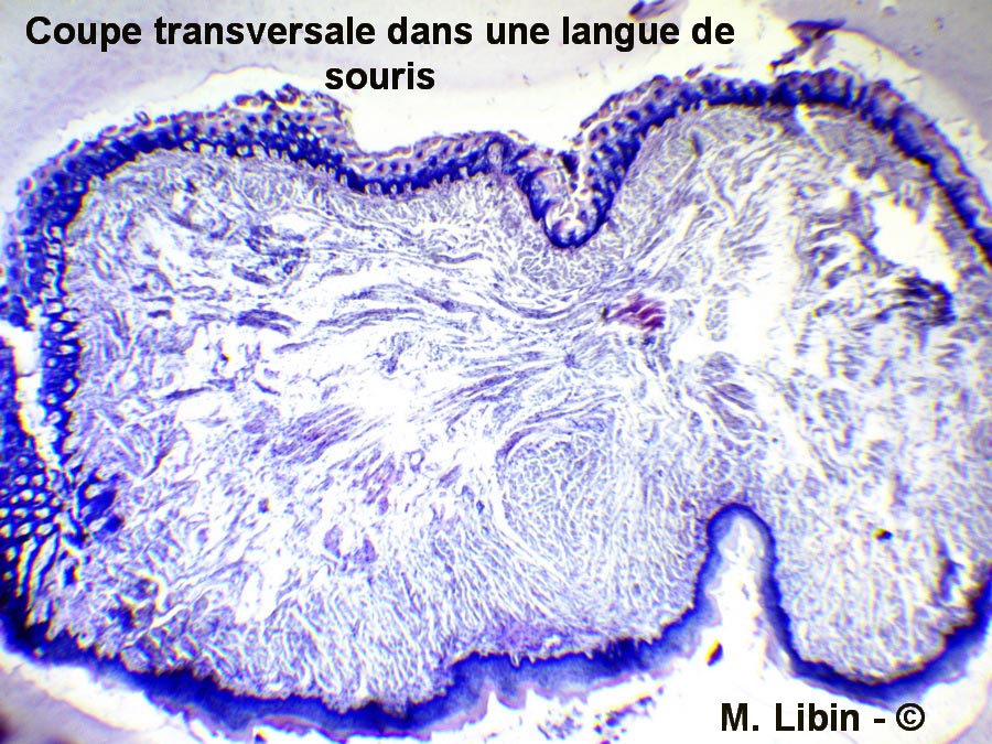 Souris, coupe dans la langue (M. Libin)