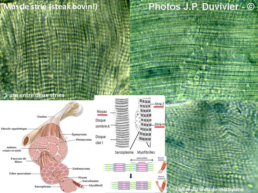 Muscle strié de bovin