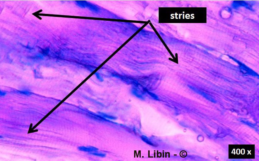 Muscle strié de la cuisse