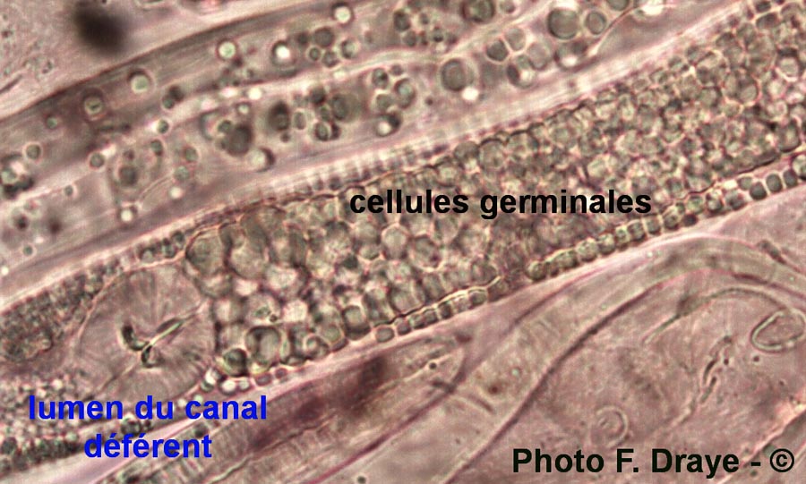 Nématodes