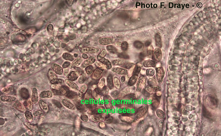 Nématodes