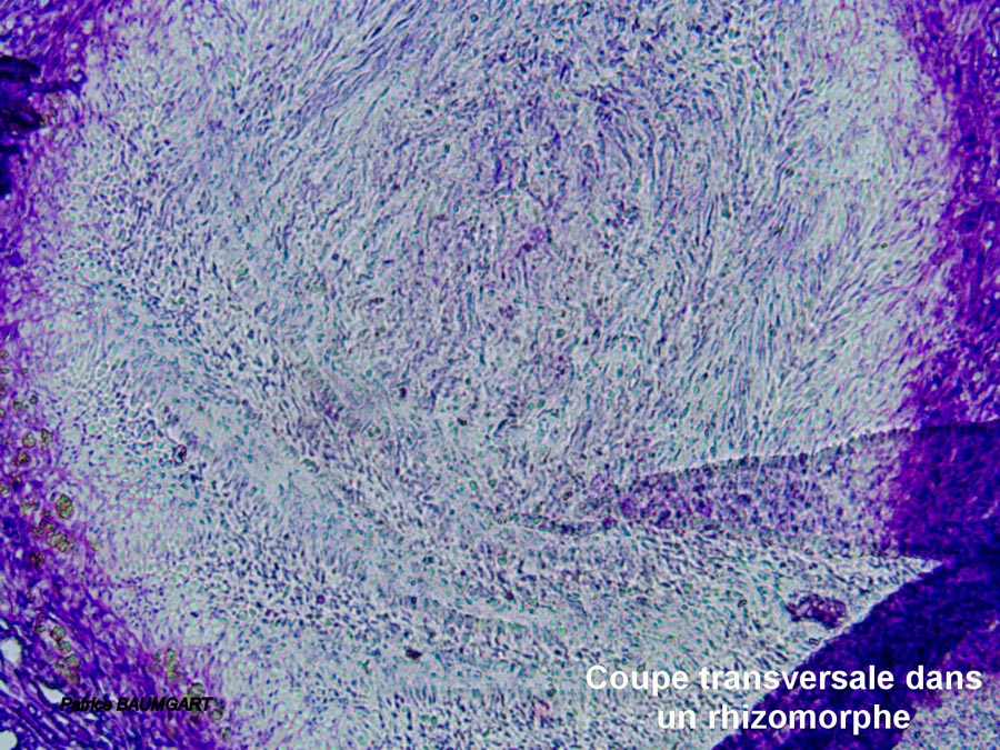 Coupe transversale dans un rhizomorphe