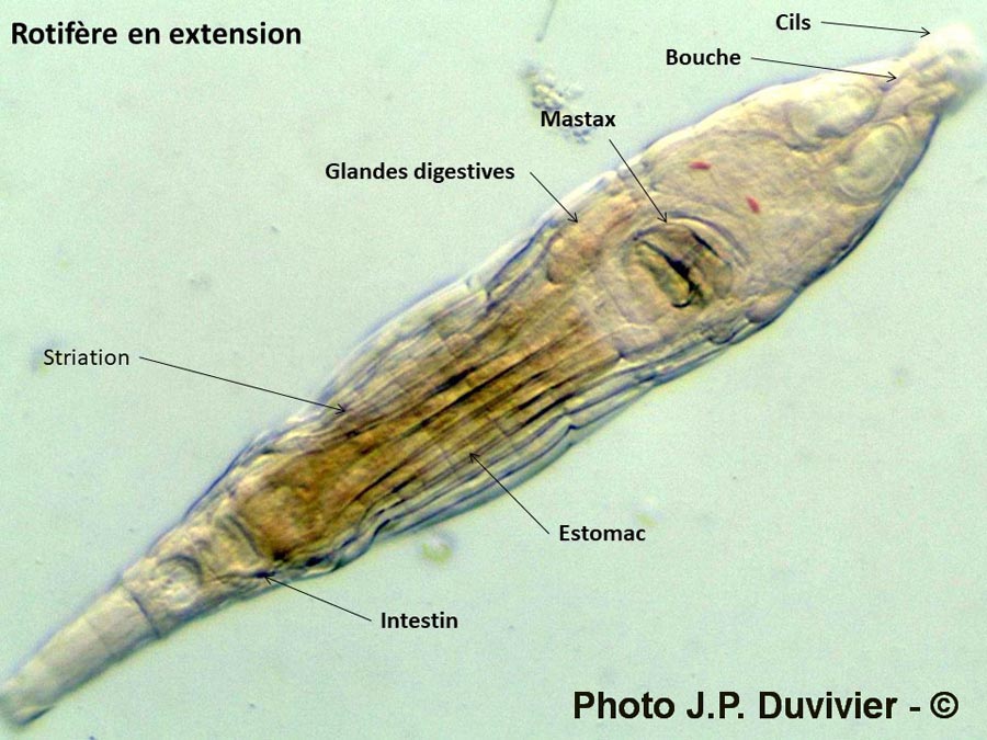 Rotifère