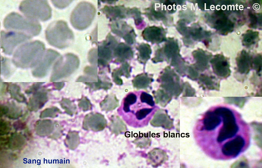 Globules rouges et blancs du sang humain