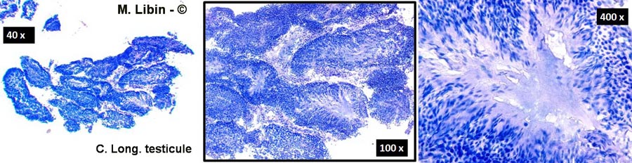 Souris, coupe longitudinale dans un testicule