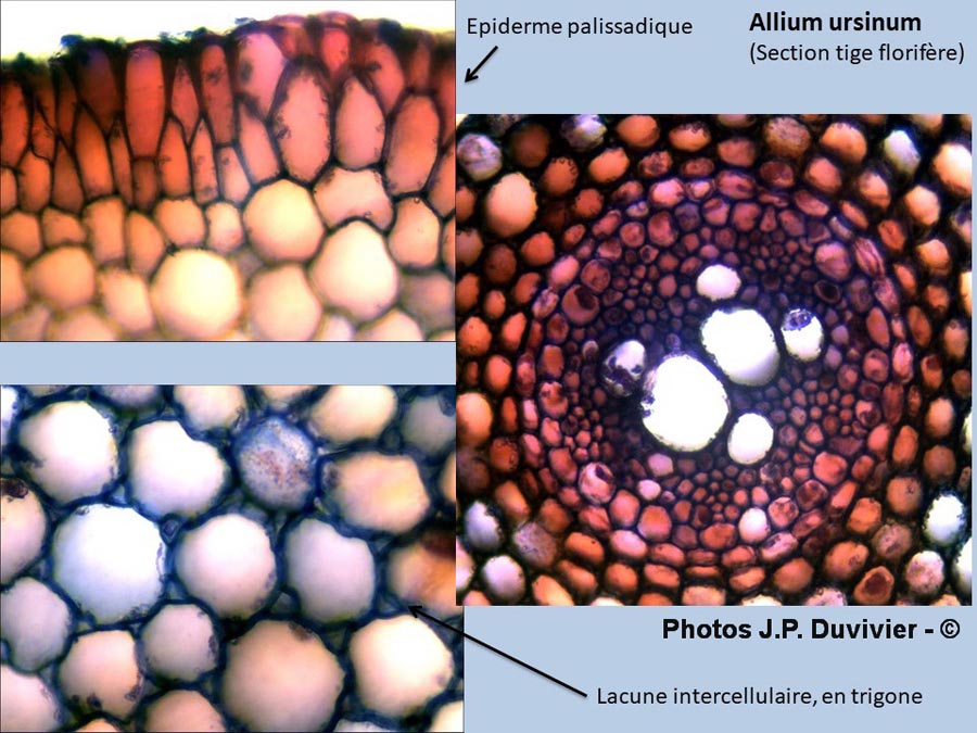 Allium ursinum