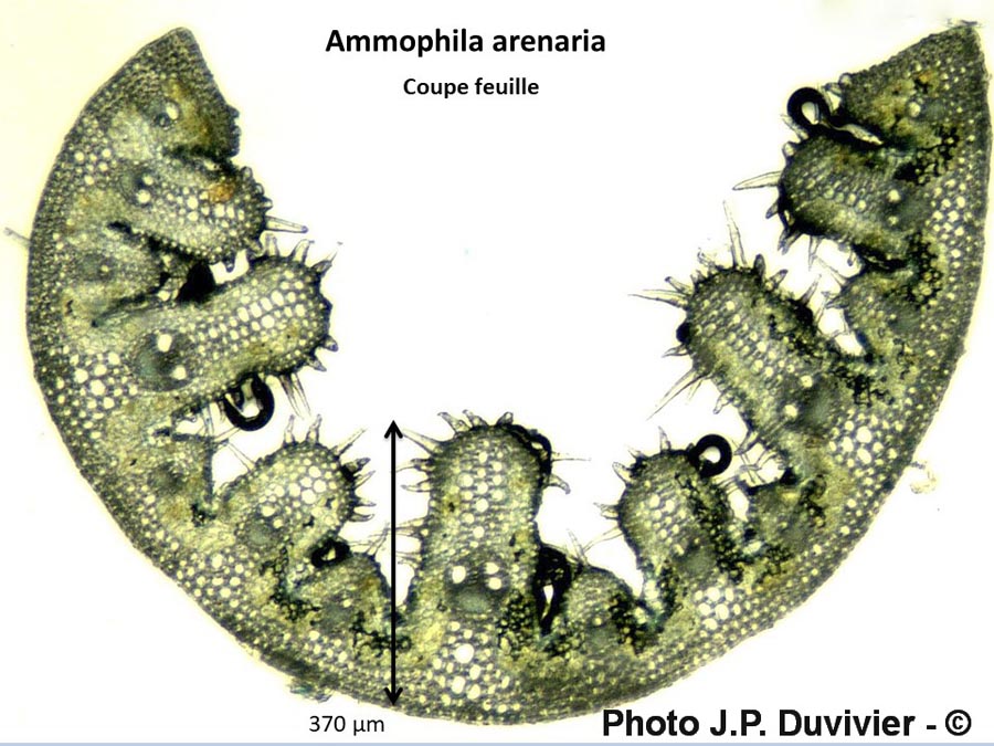 Roseau des sables (Ammophila arenaria)