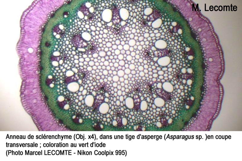 Coupe transversale dans la tige de l'asperge (Asparagus officinalis)