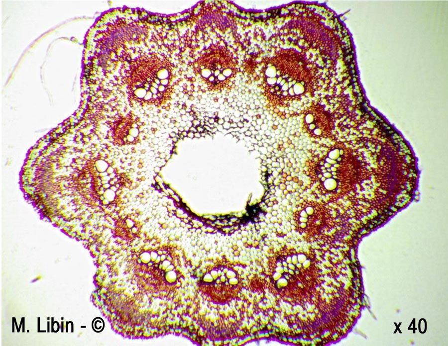 Bryone (Bryonia sp.) (coupes transversales dans la tige)