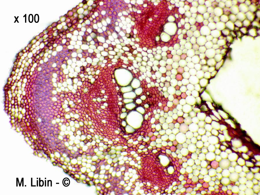 Bryone (Bryonia sp.) (coupes transversales dans la tige)