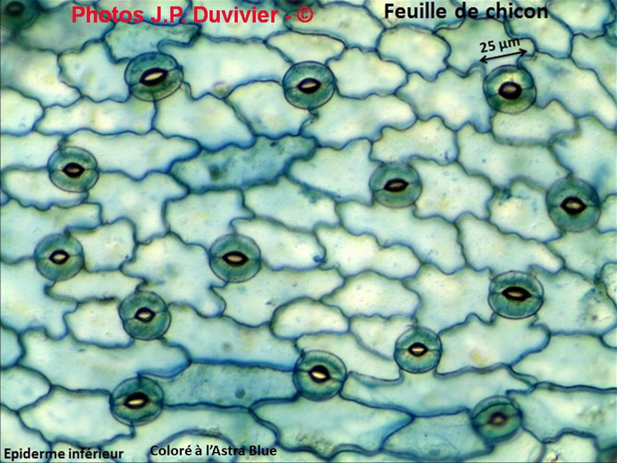 Chicon (Cichorium sp.) stomates