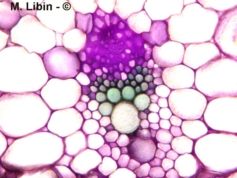 Ciboulette commune (Allium schoenoprasum) (coupe dans la feuille)