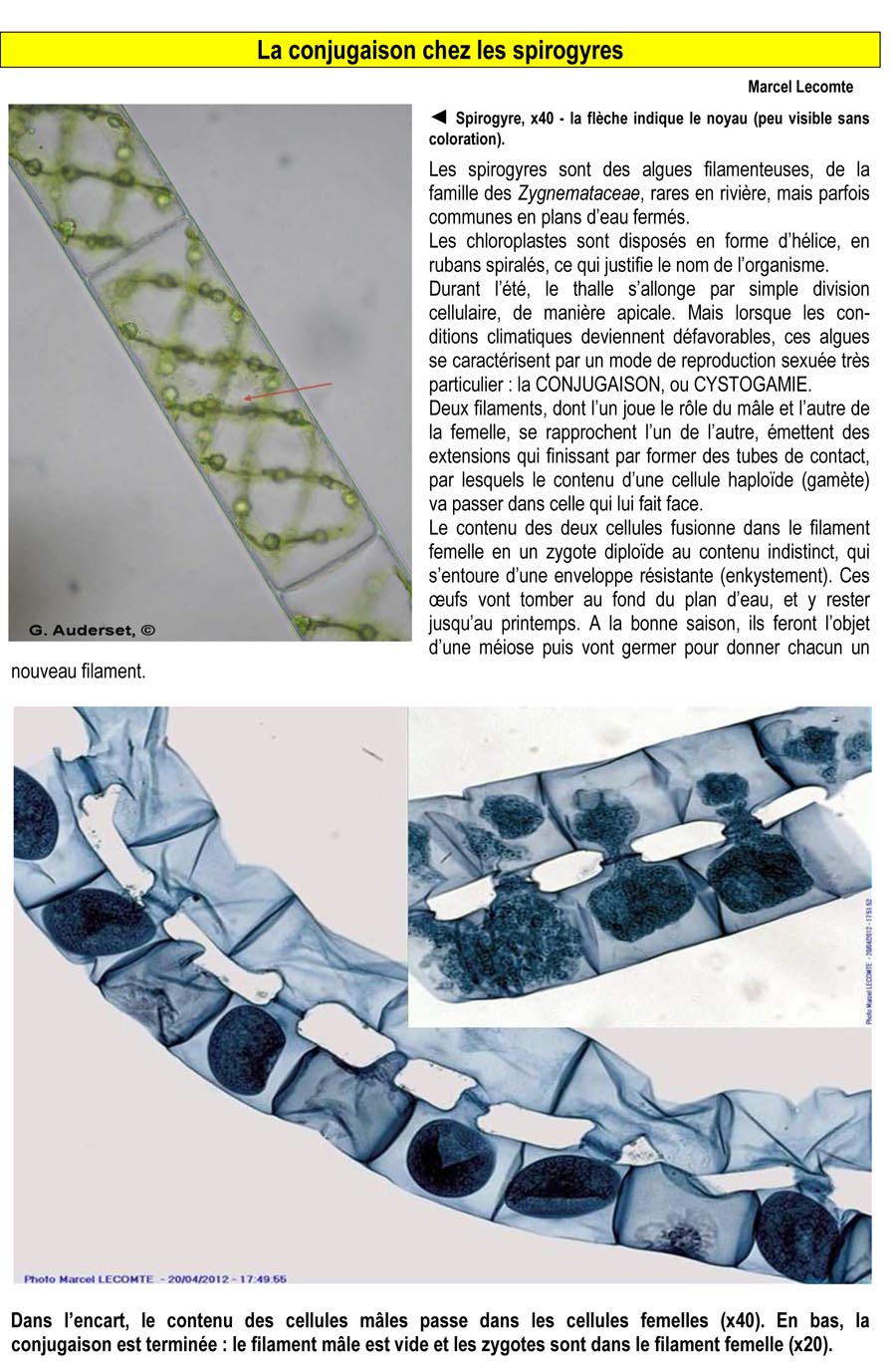 La conjugaison chez les spirogyres