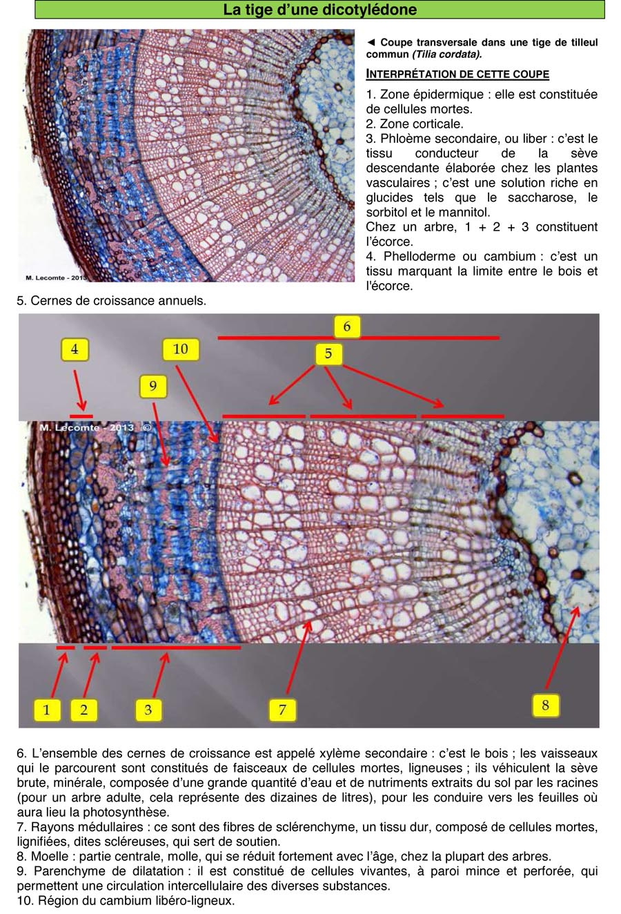 Coupes végétales (explications)