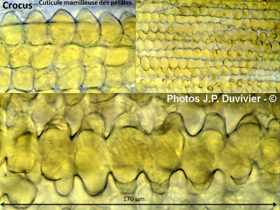 Crocus sp. pellicule du pétale (JP. Duvivier)