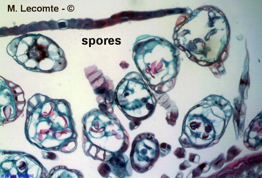 Fougère persistante (Aspidie en faux) (Cyrtomium falcatum)