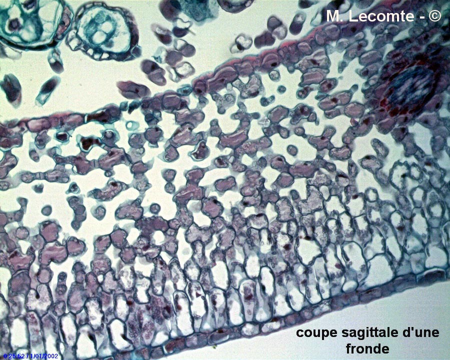 Fougère persistante (Aspidie en faux) (Cyrtomium falcatum)