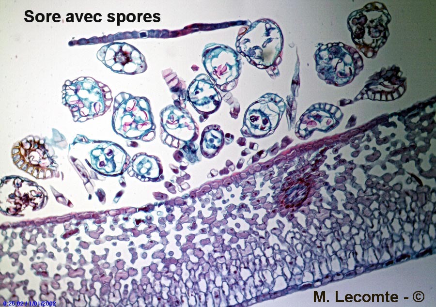 Fougère persistante (Aspidie en faux) (Cyrtomium falcatum)