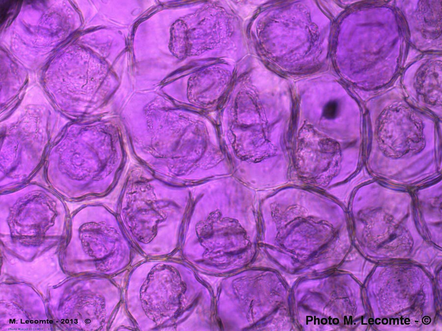 Delphinium sp. (pétale)