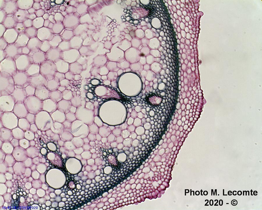 Dioscorea communis (tamier commun)