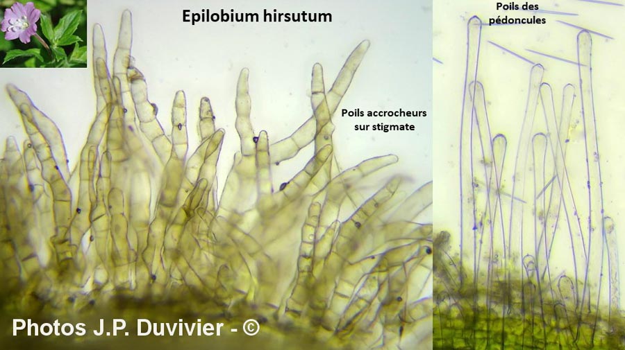 Epilobium hirsutum (épilobe hirsute)