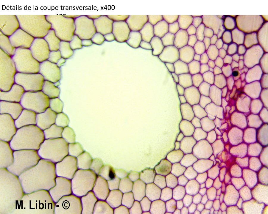 Equisetum sp.