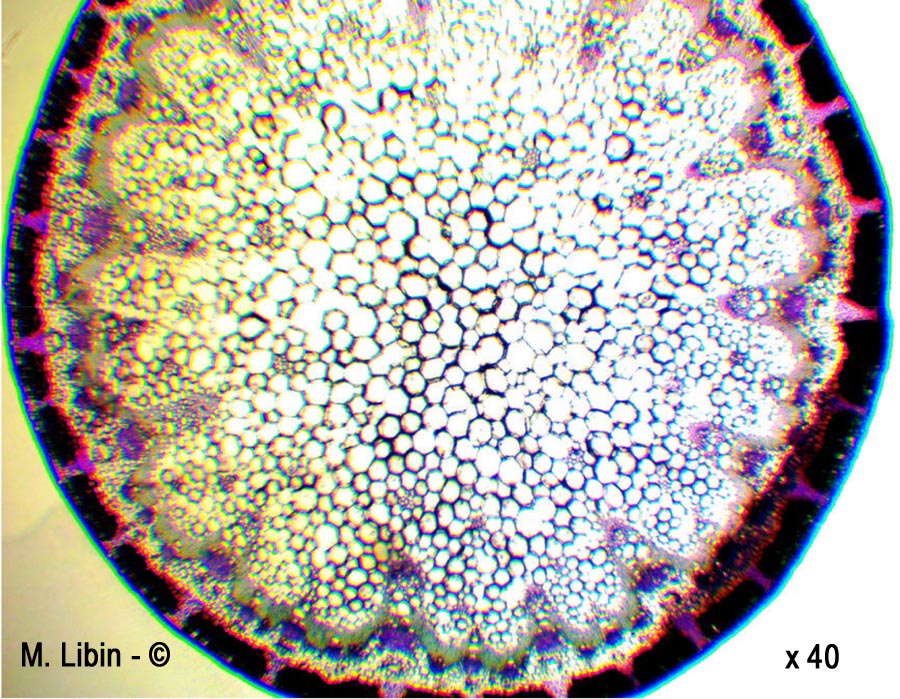 Fenouil sauvage (Foeniculum sp.) (coupes transversales dans la tige)