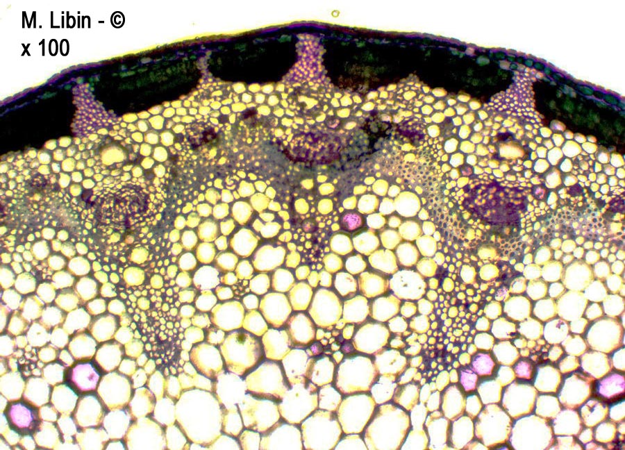 Fenouil sauvage (Foeniculum sp.) (coupes transversales dans la tige)