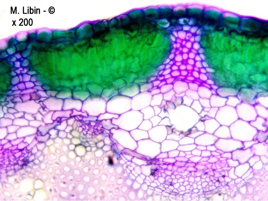 Fenouil sauvage (Foeniculum sp.) (coupes transversales dans la tige)
