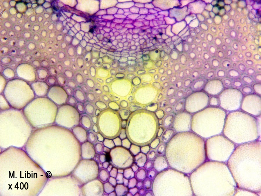 Fenouil sauvage (Foeniculum sp.) (coupes transversales dans la tige)