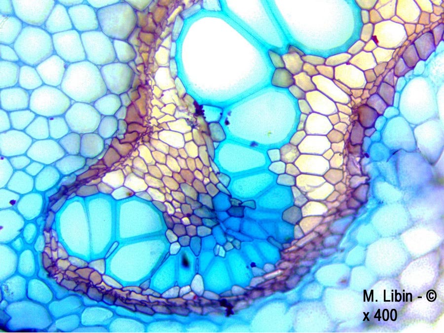 Fougère (coupes transversales dans la partie basse d'une tige)